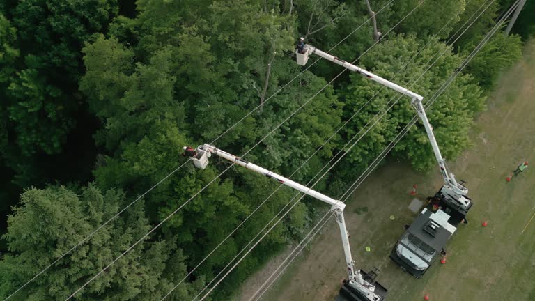 How Our Tree Care Process Works  in  Chilton, WI