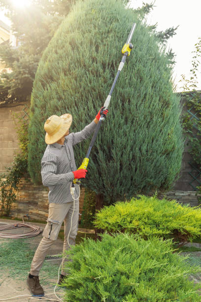 Best Hedge Trimming  in Chilton, WI